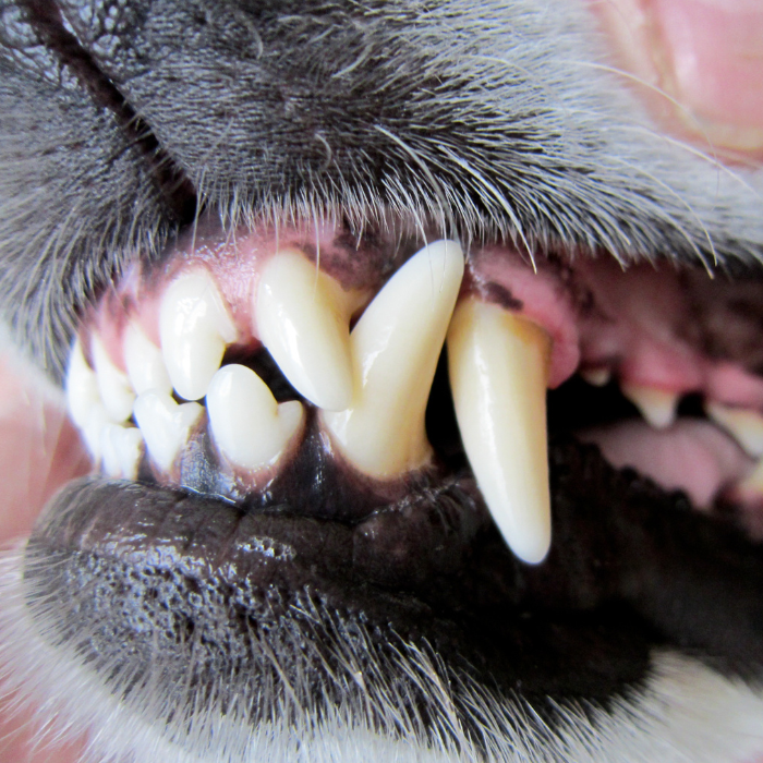 clean dog teeth<br />
